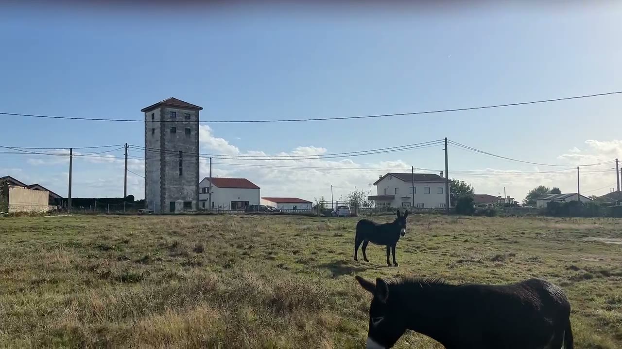 Каменная башня и соседи